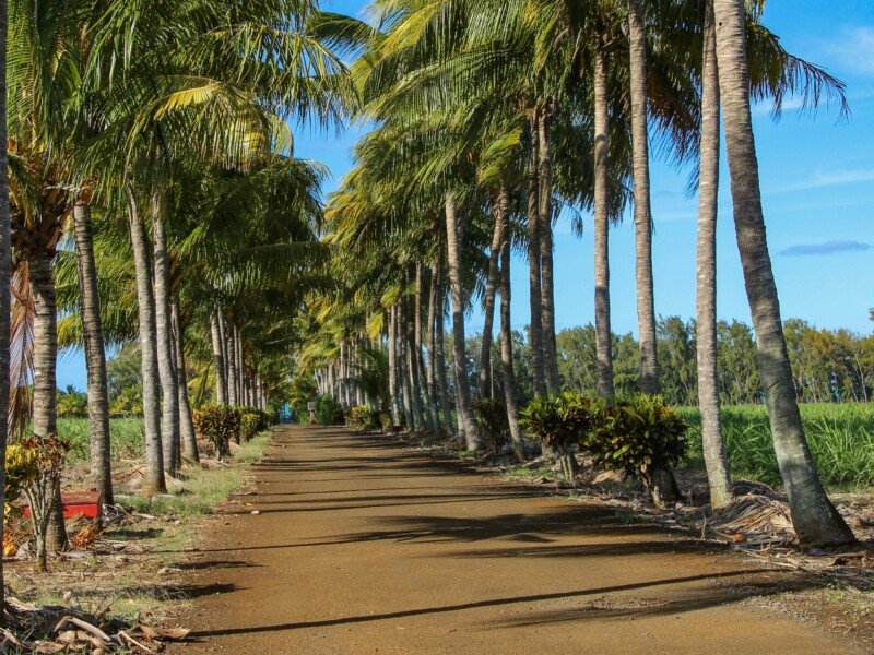 Quiet road lined with palm trees between coastal villages