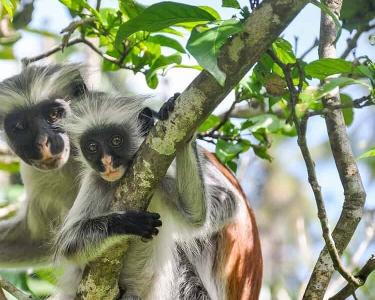 Red colobus monkey and her baby at Jozani Forest, Zanzibar