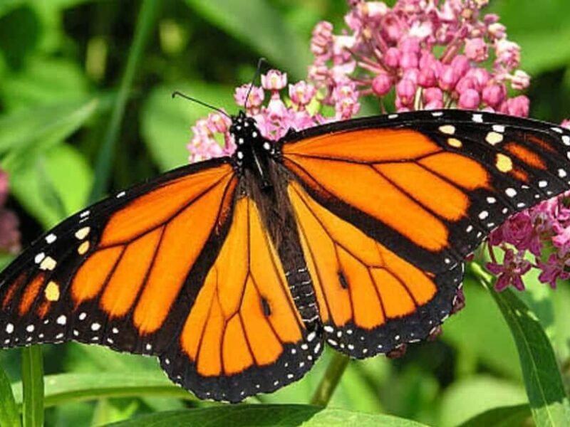 Jozani Forest and Butterfly Centre