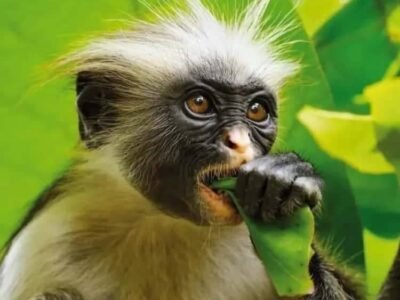 Red colobus monkey eating a leaf at Jozani Forest, Zanzibar