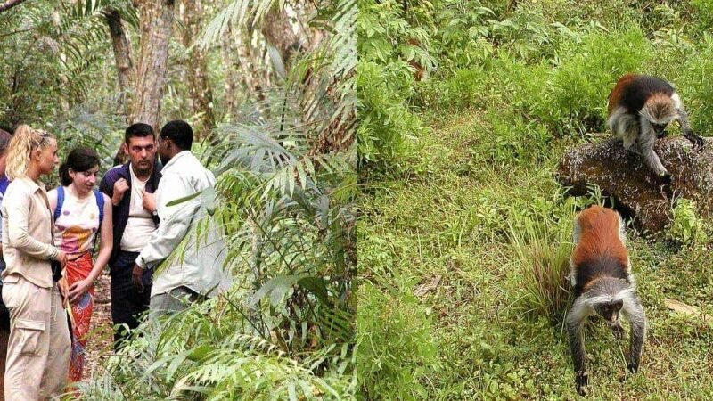 Jozani Forest and Prison Island