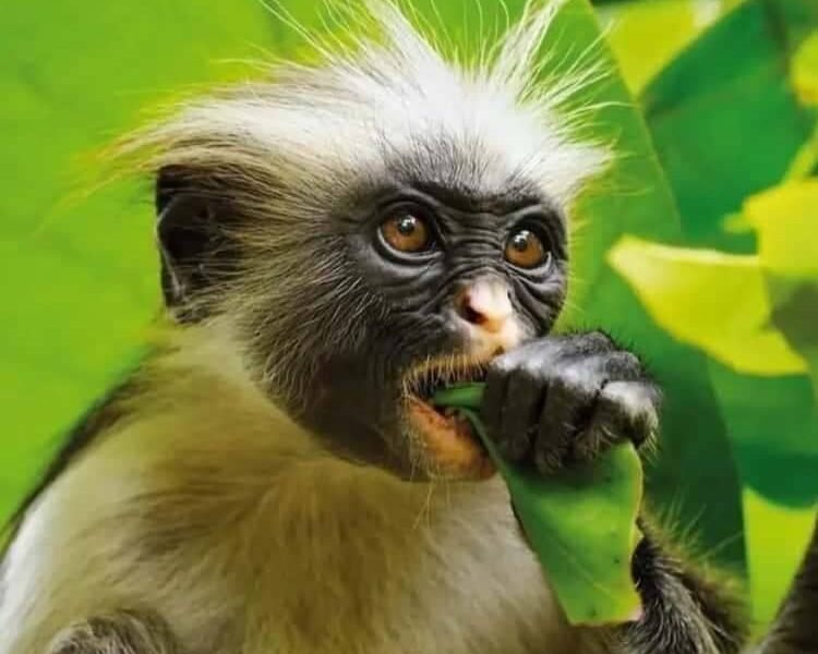 Red colobus monkey feeding on a leaf in Jozani Forest, Zanzibar