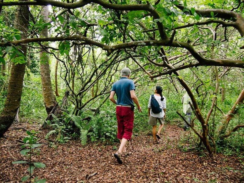Jozani Forest Tour