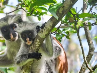 Red colobus monkey and her baby in the trees at Jozani Forest, Zanzibar