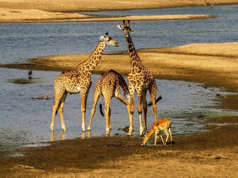 Lake Manyara National Park