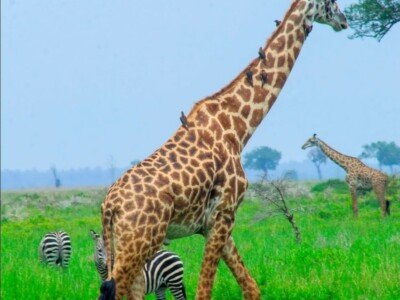 Giraffe and zebras grazing on the plains during a Tanzania safari