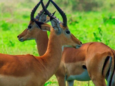 Two impala standing together in green bush on a Tanzania game drive