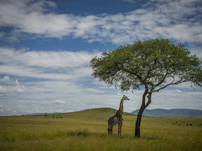 Mikumi National Park