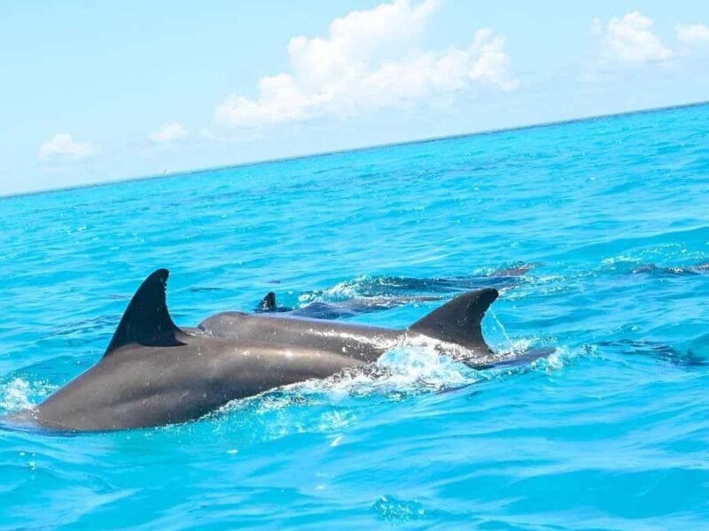 Mnemba Island Half-Day Tour