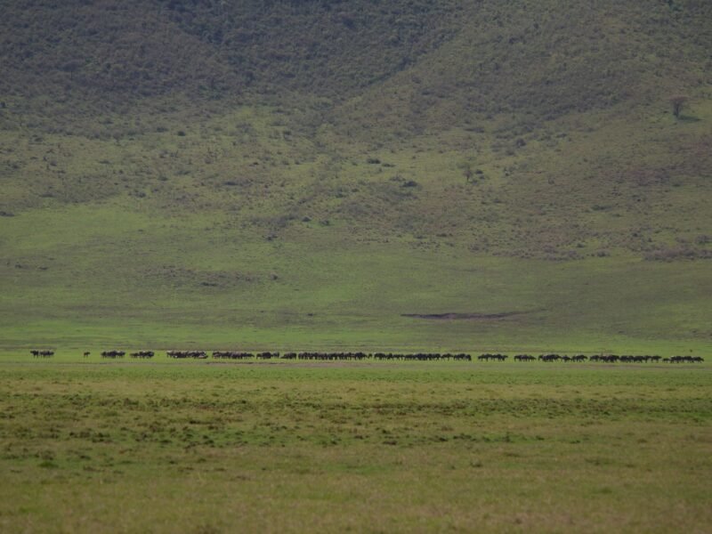 Ngorongoro Crater