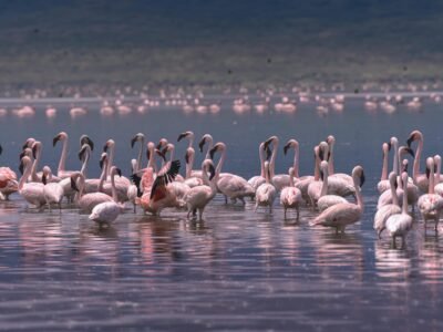 Ngorongoro Crater, photo 6