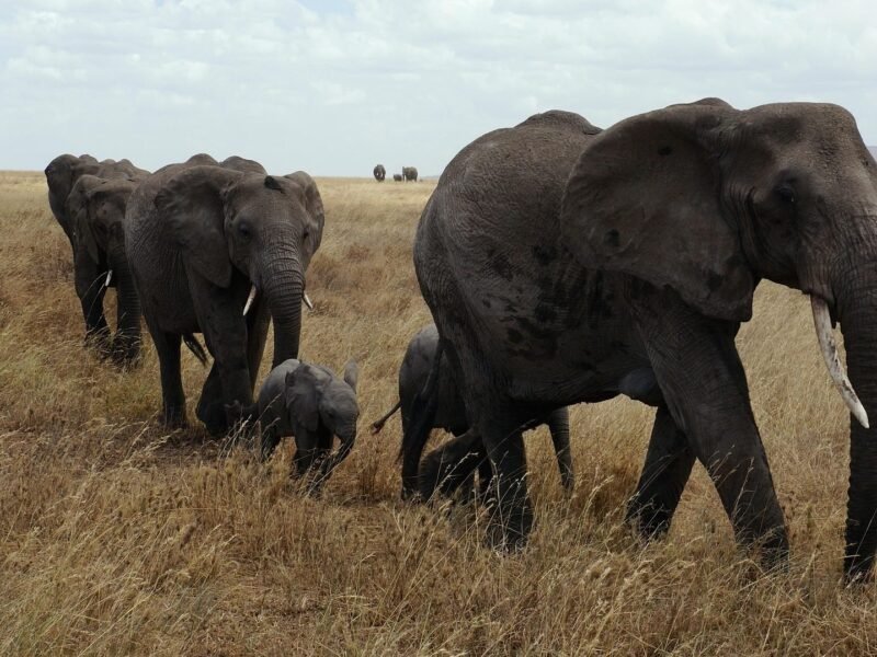 Nyerere National Park