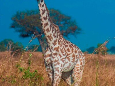 Giraffe standing in tall grass on a Tanzania safari
