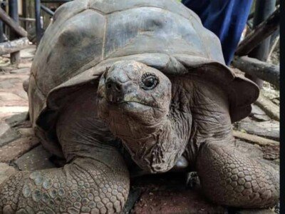 Aldabra giant tortoise close up on Prison Island, Zanzibar