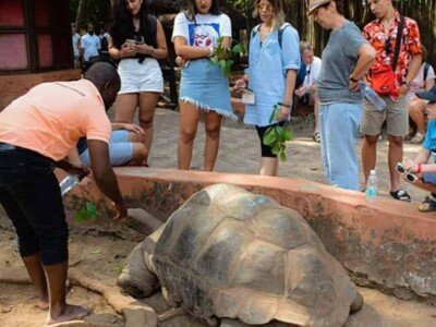 Keeper feeding a giant tortoise while guests watch on Prison Island