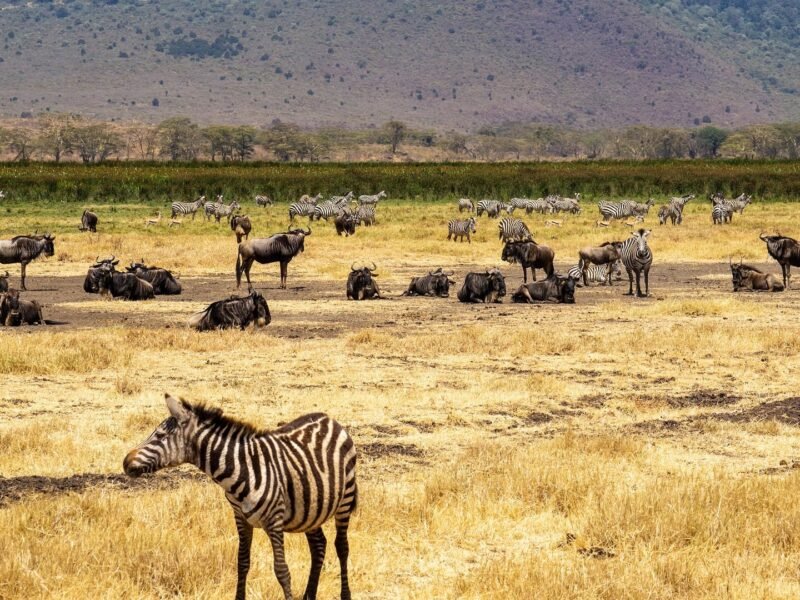 Ruaha National Park