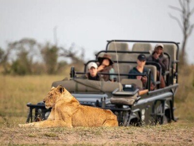 Lioness resting in front of a safari vehicle on a Tanzania game drive