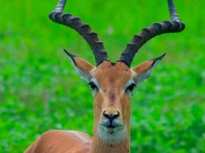 Impala with curved horns looking at the camera on a Tanzania game drive
