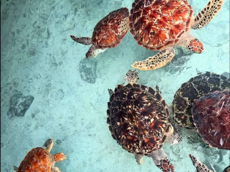 Sea Turtles Sanctuary