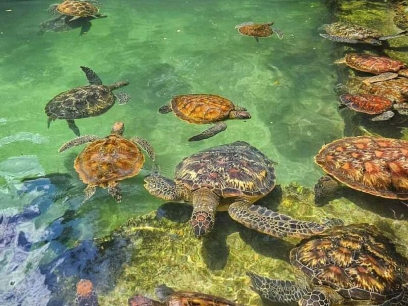Sea Turtles Sanctuary