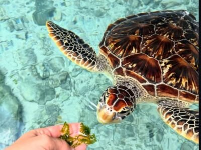 Sea Turtles Sanctuary, photo 2