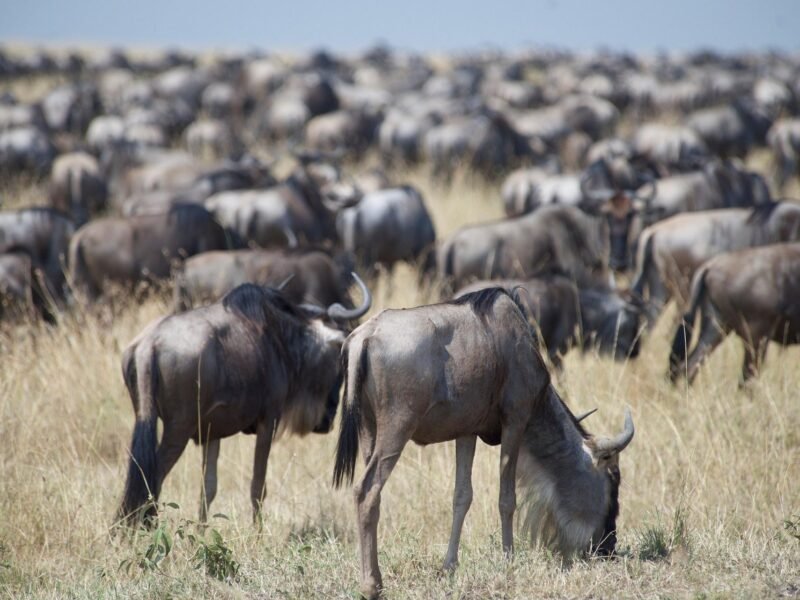 Serengeti National Park