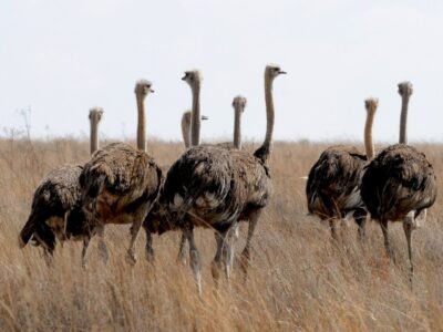 Serengeti National Park, photo 2