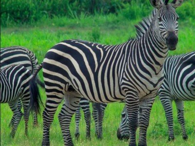 Herd of zebra in green grassland on a Tanzania game drive
