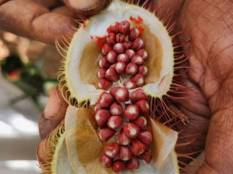Zanzibar Spice Farm Tour
