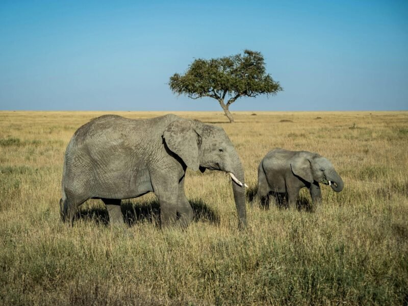 Tarangire National Park
