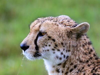 Tarangire National Park, photo 2