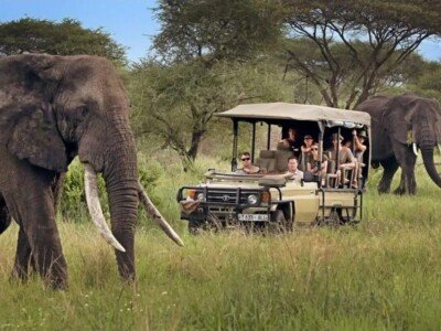 Elephants beside an open safari vehicle on a Tanzania game drive