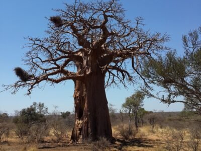Tarangire National Park, photo 3