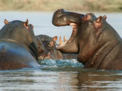 Tarangire National Park, photo 4
